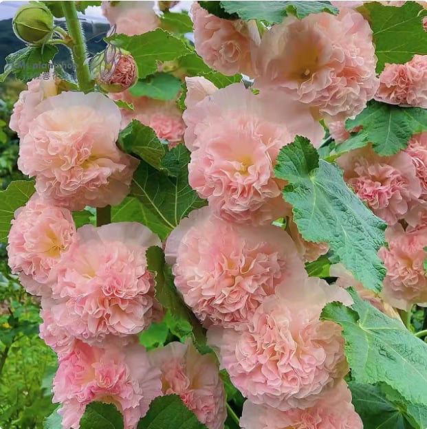 🏆 50K+ SOLD!🌺Double Hollyhock Seeds – Fall & Winter Planting, Perennial Blooms & Stunning Garden Elegance