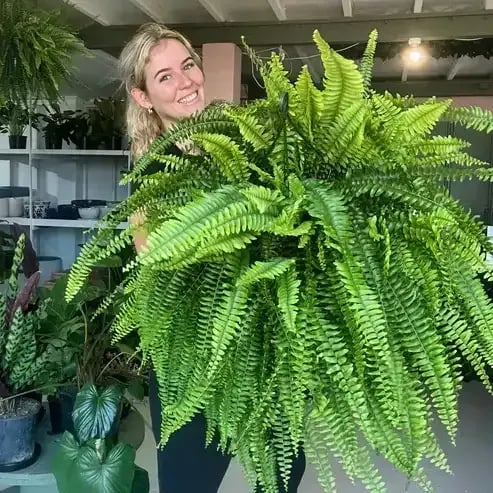 🏆Flash Sale⚡ 50K+ SOLD!🔥🌱 UV-Resistant Lifelike Artificial Boston Fern