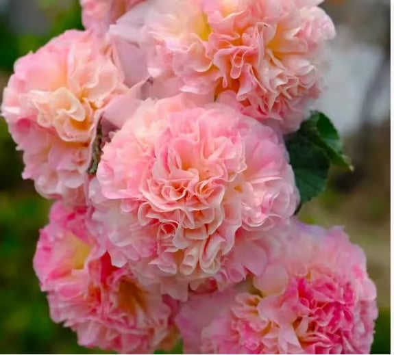 🏆 50K+ SOLD!🌺Double Hollyhock Seeds – Fall & Winter Planting, Perennial Blooms & Stunning Garden Elegance