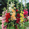 🏆 50K+ SOLD!🌺Double Hollyhock Seeds – Fall & Winter Planting, Perennial Blooms & Stunning Garden Elegance