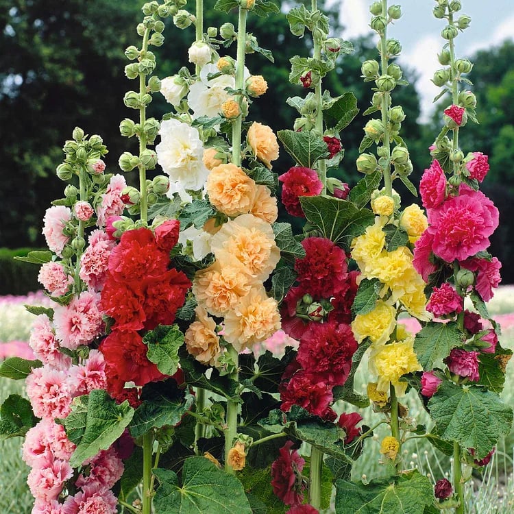 🏆 50K+ SOLD!🌺Double Hollyhock Seeds – Fall & Winter Planting, Perennial Blooms & Stunning Garden Elegance
