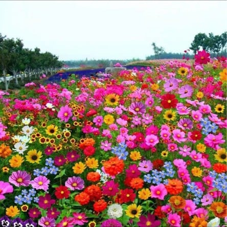 🔥🌱Premium Hardy Mixed Perennial Flowers Seeds | Over 20 Varieties | Perfect for Beginners