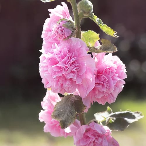 🏆 50K+ SOLD!🌺Double Hollyhock Seeds – Fall & Winter Planting, Perennial Blooms & Stunning Garden Elegance