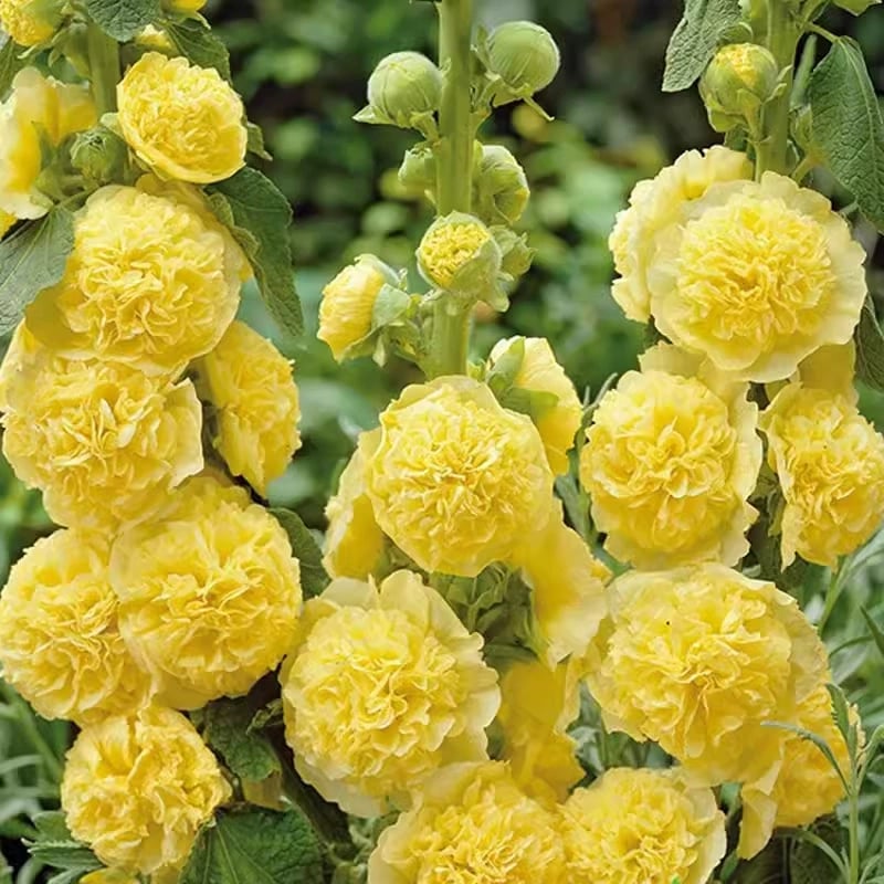 🏆 50K+ SOLD!🌺Double Hollyhock Seeds – Fall & Winter Planting, Perennial Blooms & Stunning Garden Elegance