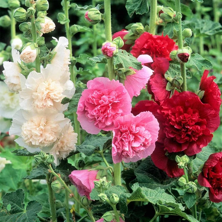 🏆 50K+ SOLD!🌺Double Hollyhock Seeds – Fall & Winter Planting, Perennial Blooms & Stunning Garden Elegance