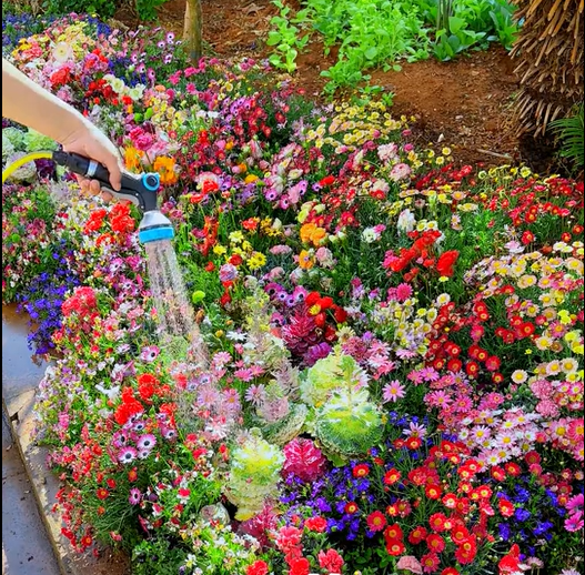 🔥🌱Premium Hardy Mixed Perennial Flowers Seeds | Over 20 Varieties | Perfect for Beginners