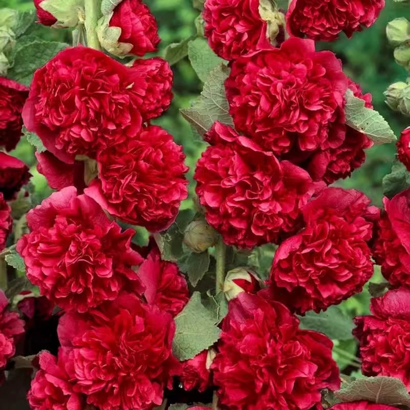 🏆 50K+ SOLD!🌺Double Hollyhock Seeds – Fall & Winter Planting, Perennial Blooms & Stunning Garden Elegance