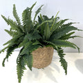 🏆Flash Sale⚡ 50K+ SOLD!🔥🌱 UV-Resistant Lifelike Artificial Boston Fern