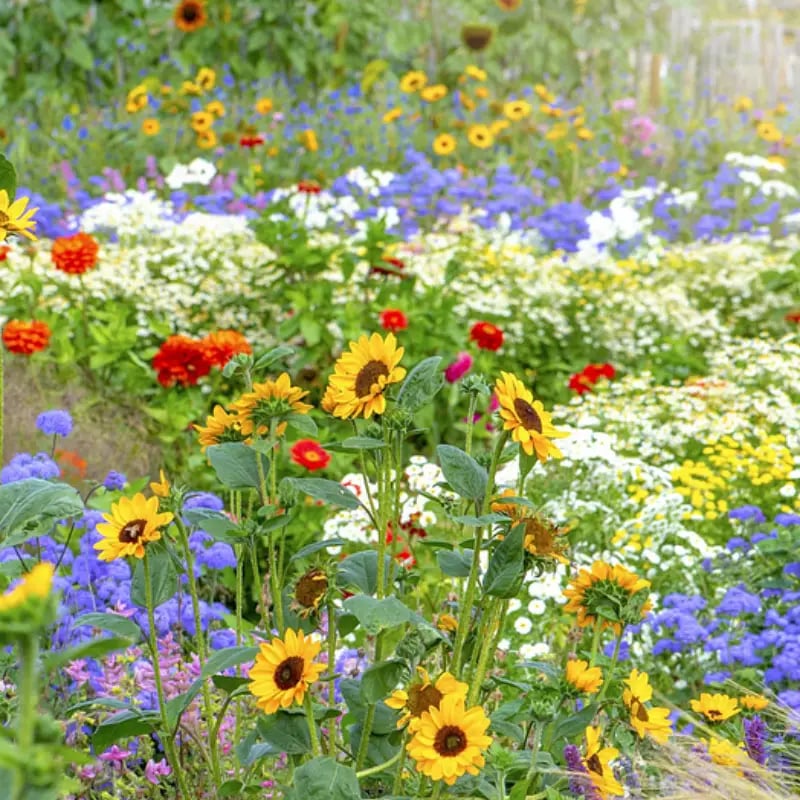 🔥🌱Premium Hardy Mixed Perennial Flowers Seeds | Over 20 Varieties | Perfect for Beginners