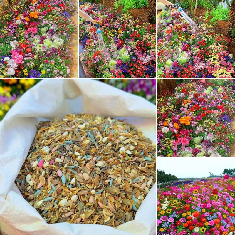 🔥🌱Premium Hardy Mixed Perennial Flowers Seeds | Over 20 Varieties | Perfect for Beginners