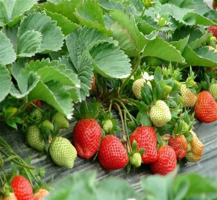 🔥Hot Sale 49% OFF🍓FAll-year-round strawberry seeds