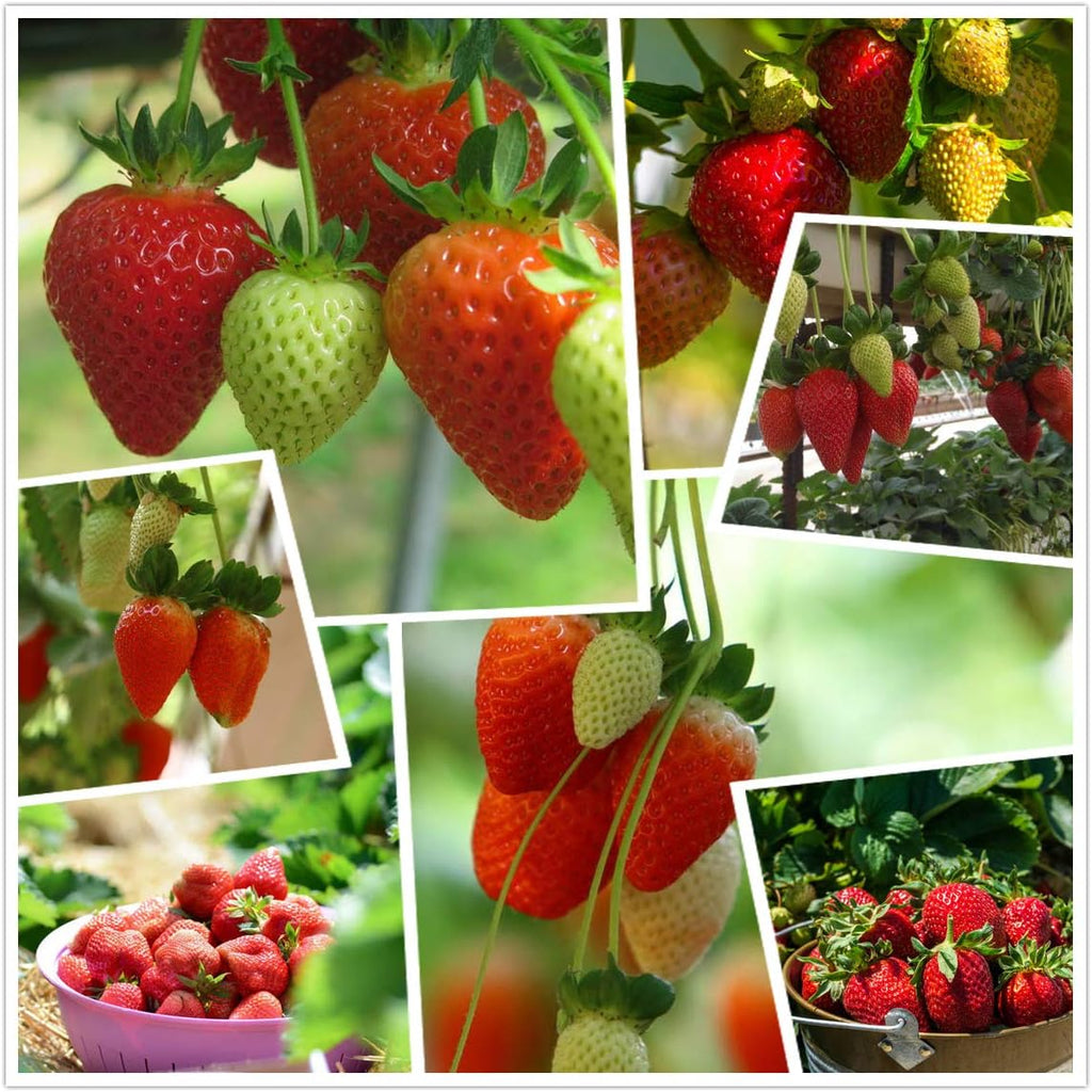 🔥Hot Sale 49% OFF🍓FAll-year-round strawberry seeds