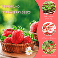 🔥Hot Sale 49% OFF🍓FAll-year-round strawberry seeds
