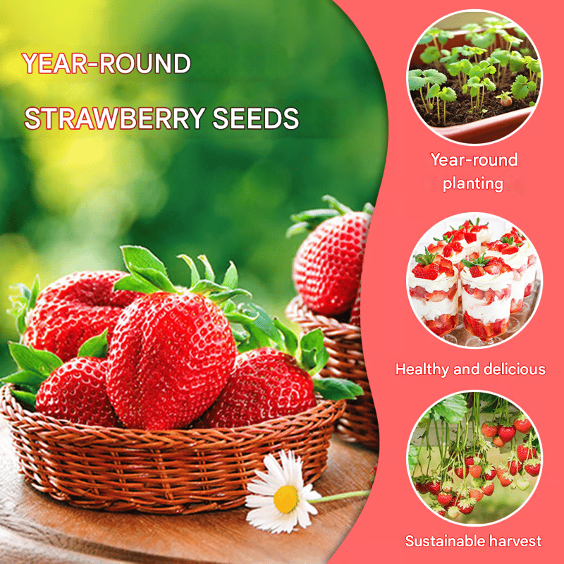 🔥Hot Sale 49% OFF🍓FAll-year-round strawberry seeds