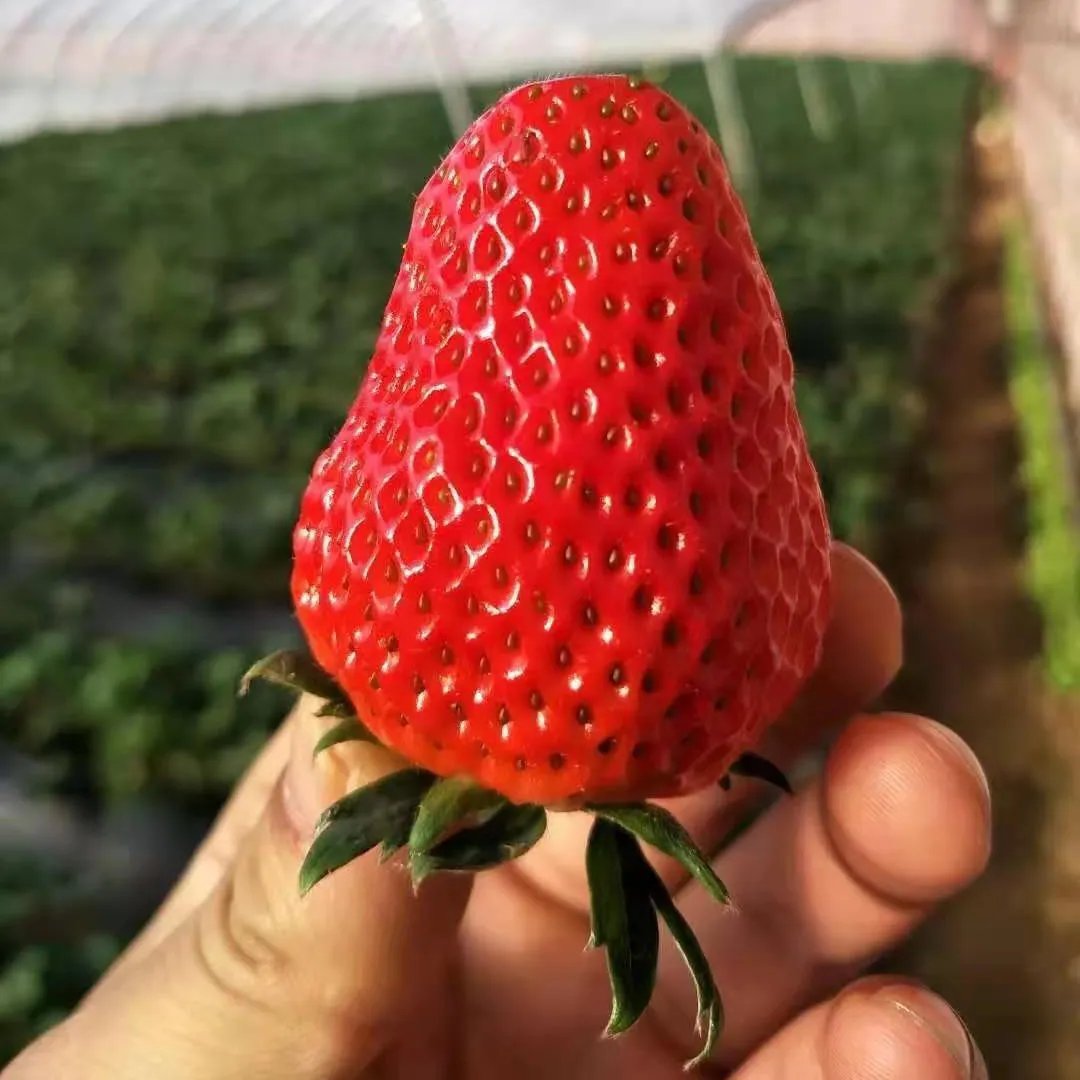 🔥Hot Sale 49% OFF🍓FAll-year-round strawberry seeds