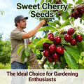 🍒 (New Harvest) Sweet Cherry Seeds 🌿Pre-Primed for High Germination (99% Germination)