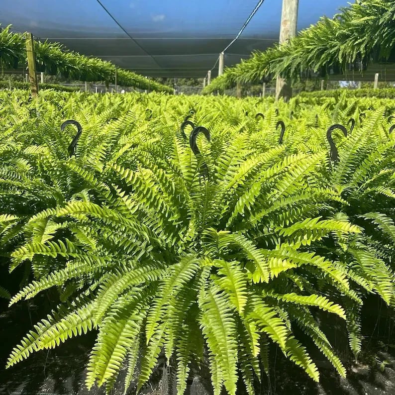 🏆Flash Sale⚡ 50K+ SOLD!🔥🌱 UV-Resistant Lifelike Artificial Boston Fern