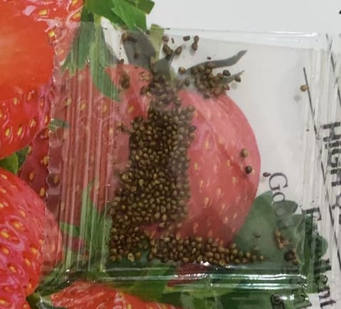 🔥Hot Sale 49% OFF🍓FAll-year-round strawberry seeds