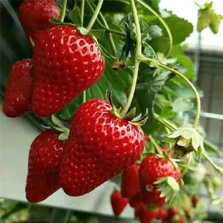 🔥Hot Sale 49% OFF🍓FAll-year-round strawberry seeds
