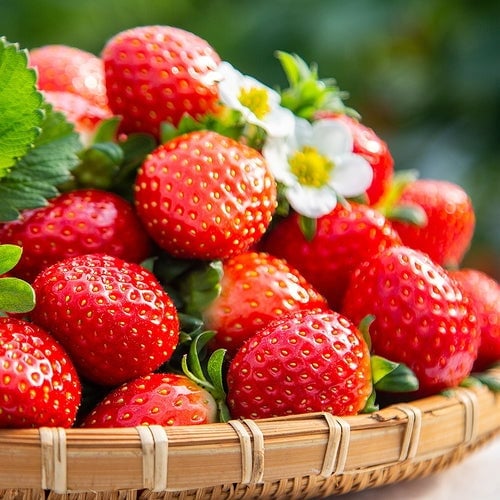 🔥Hot Sale 49% OFF🍓FAll-year-round strawberry seeds