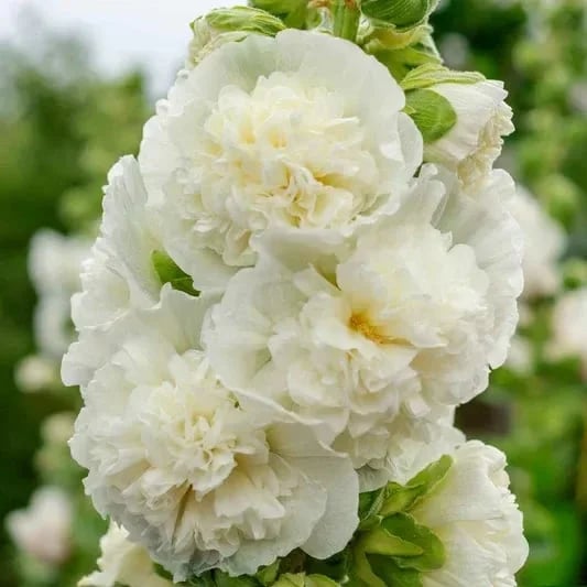 🏆 50K+ SOLD!🌺Double Hollyhock Seeds – Fall & Winter Planting, Perennial Blooms & Stunning Garden Elegance