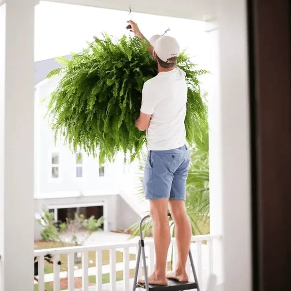 🏆Flash Sale⚡ 50K+ SOLD!🔥🌱 UV-Resistant Lifelike Artificial Boston Fern