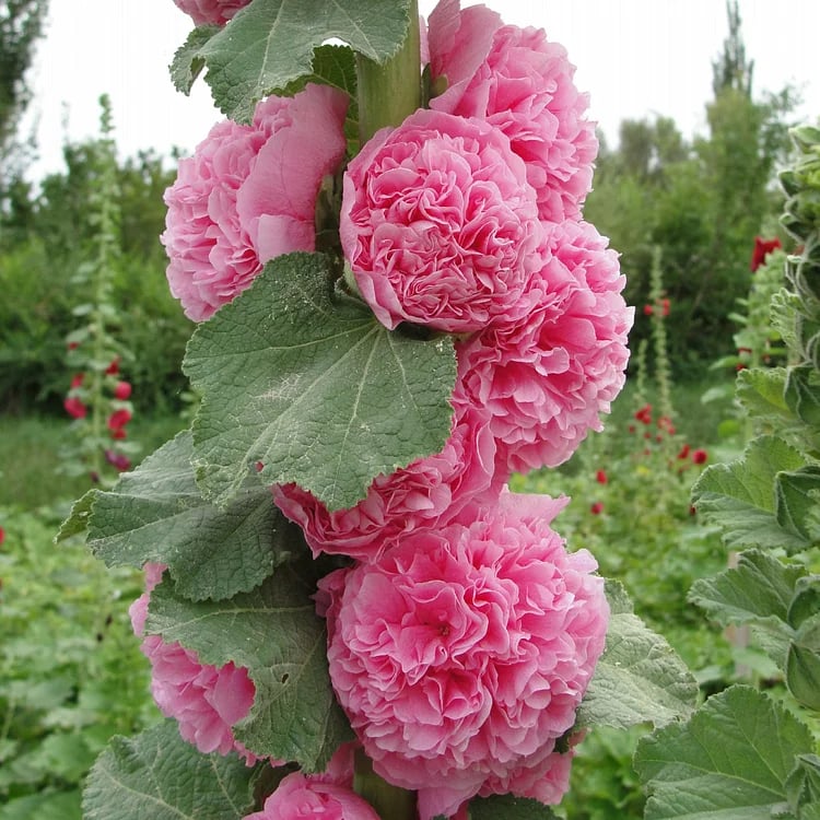 🏆 50K+ SOLD!🌺Double Hollyhock Seeds – Fall & Winter Planting, Perennial Blooms & Stunning Garden Elegance